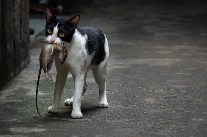 Gato come rato: veja os riscos e o que fazer nessa situação