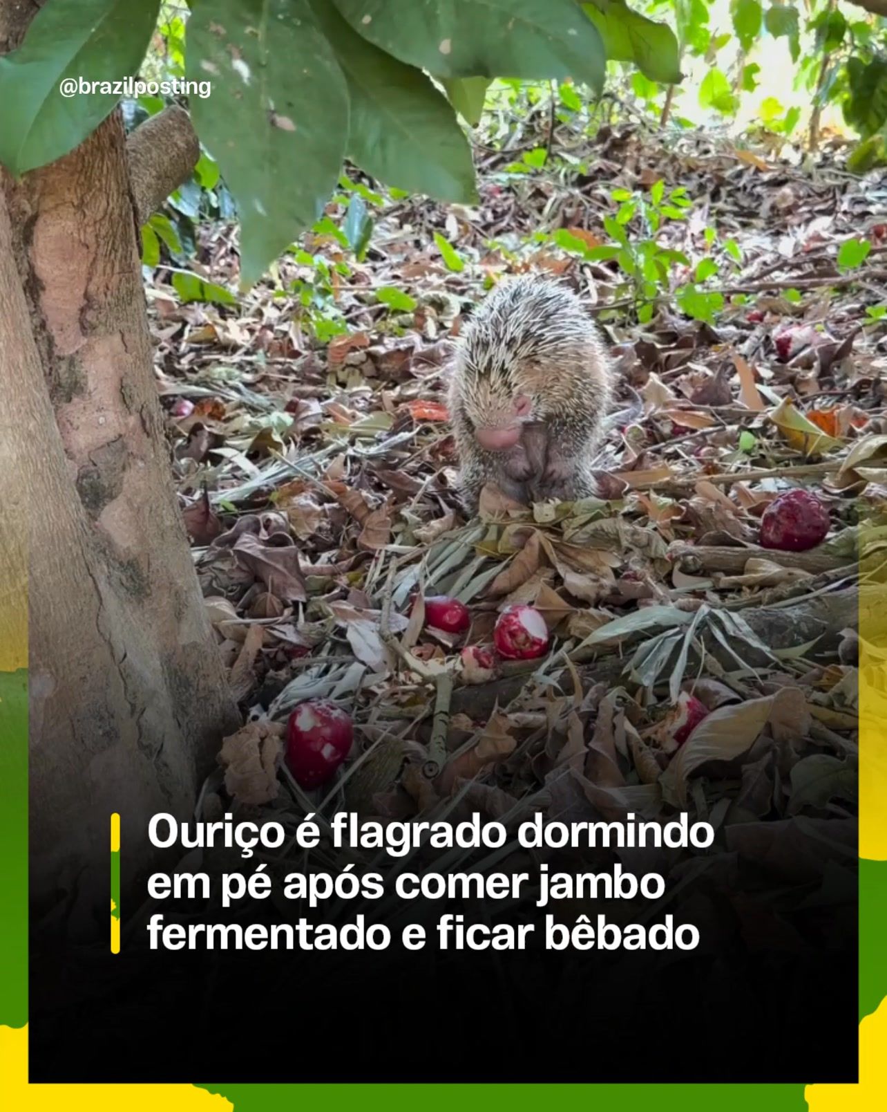 Ouriço-cacheiro flagrado cochilando em pé entre jambos caídos: a ciência confirma que animais ficam tontos com fruta fermentada