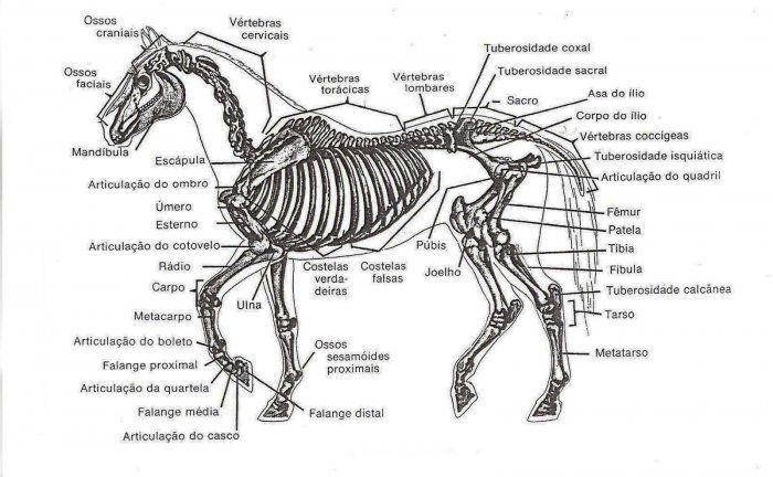 O negligenciado pescoço equino