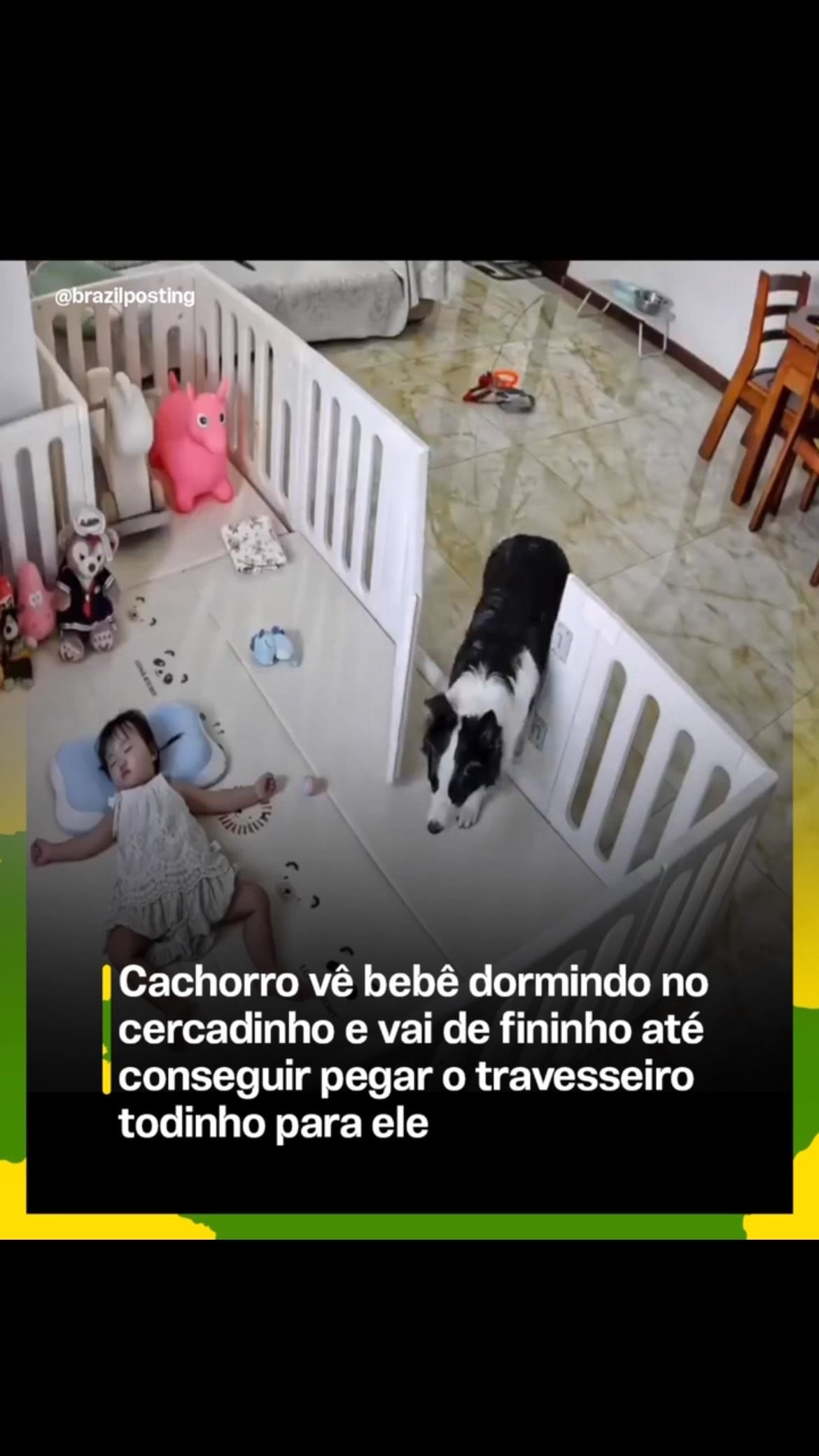 Cães conseguem demonstrar proteção e afeto com bebês humanos através de comportamentos delicados