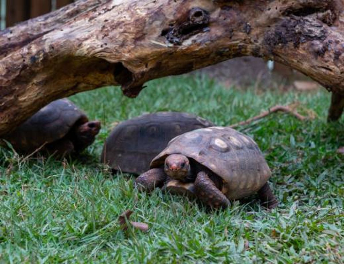 Hibernação, brumação e torpor: entenda por que alguns bichos adotam o 'modo soneca' durante o inverno