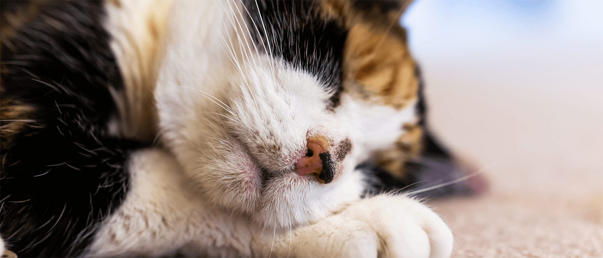É normal o gato dormir tanto? Descubra agora!