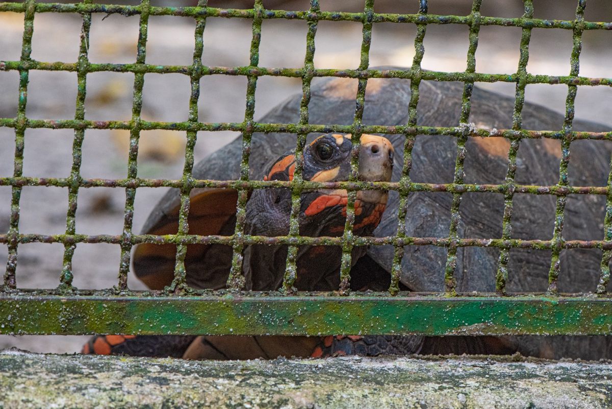 Descubra por que jabutis não são animais de estimação