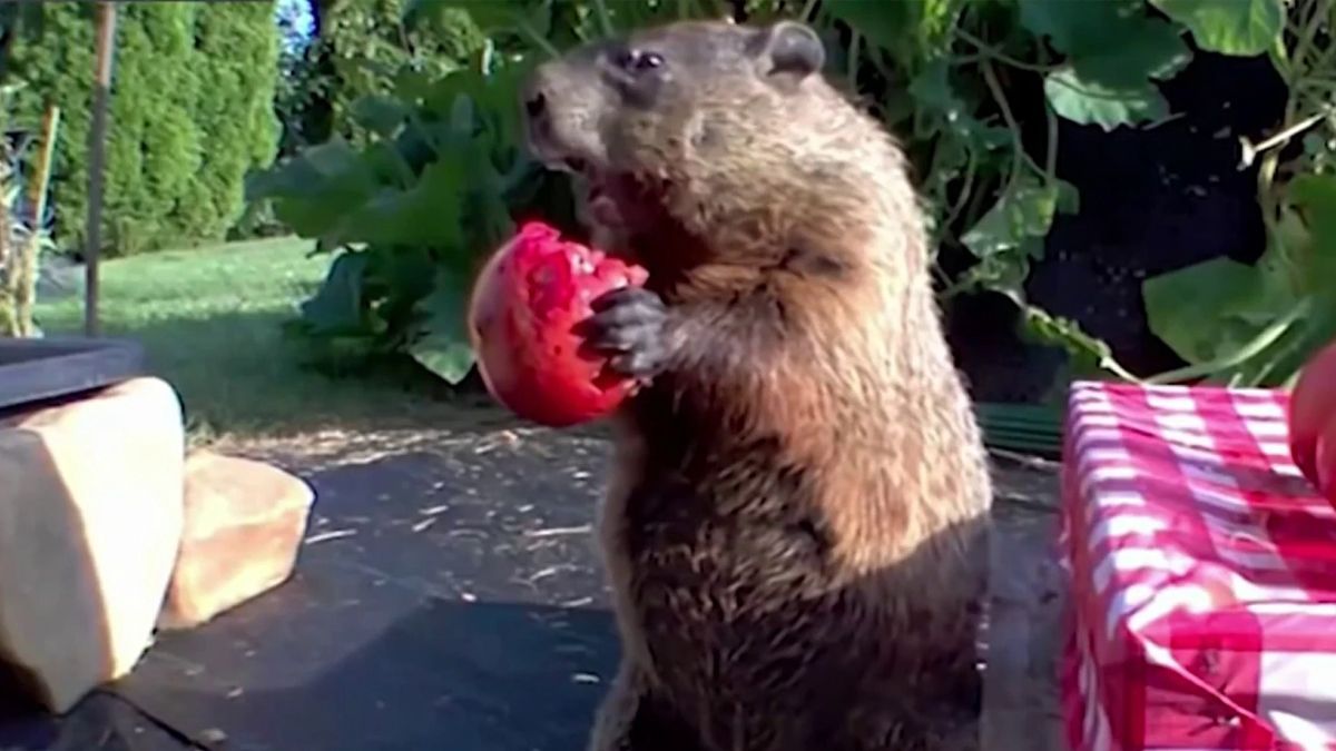 'Chunk' the Groundhog Tore Up a Delaware Garden. Now He's a Global Sensation