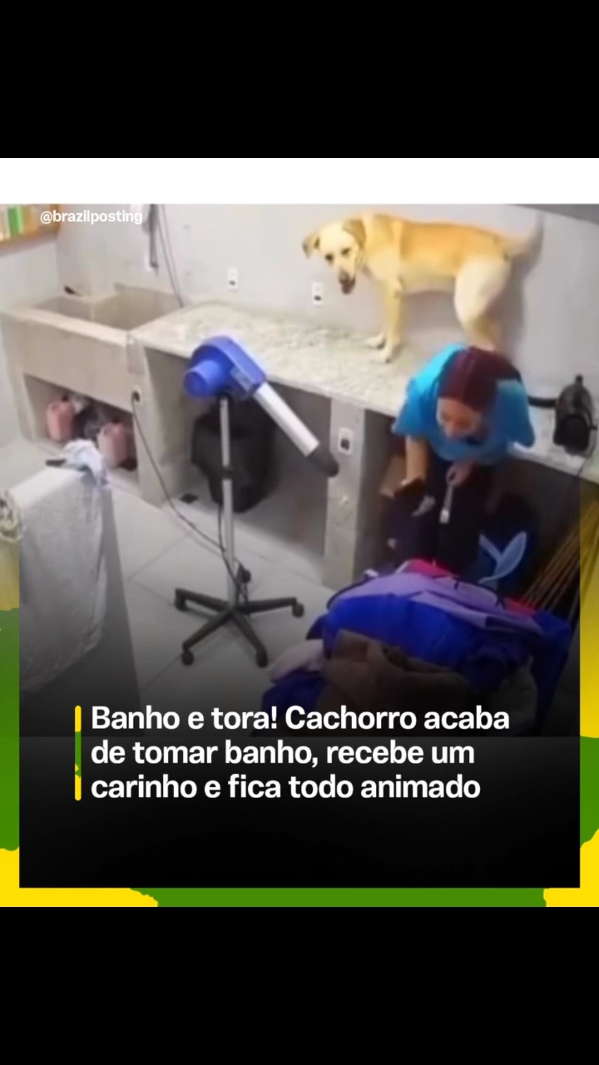 Por que cachorro fica animado e feliz após o banho