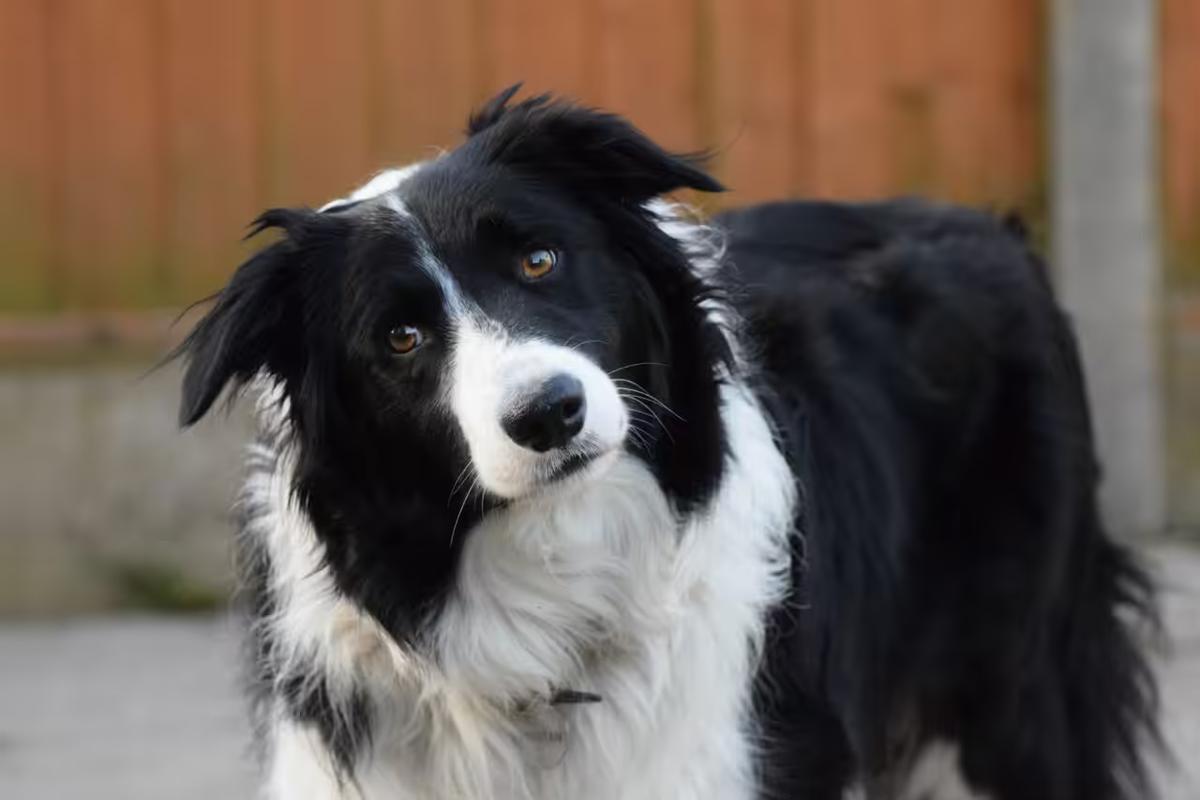 Inteligência canina: cães curiosos são os mais inteligentes