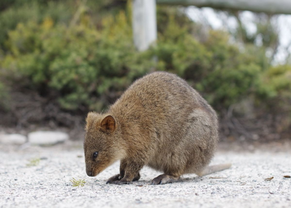 Quokka (Setonix brachyurus)