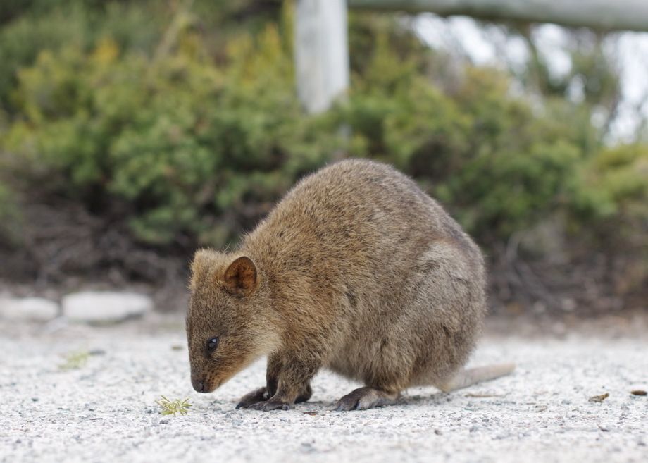 Quokka (Setonix brachyurus)