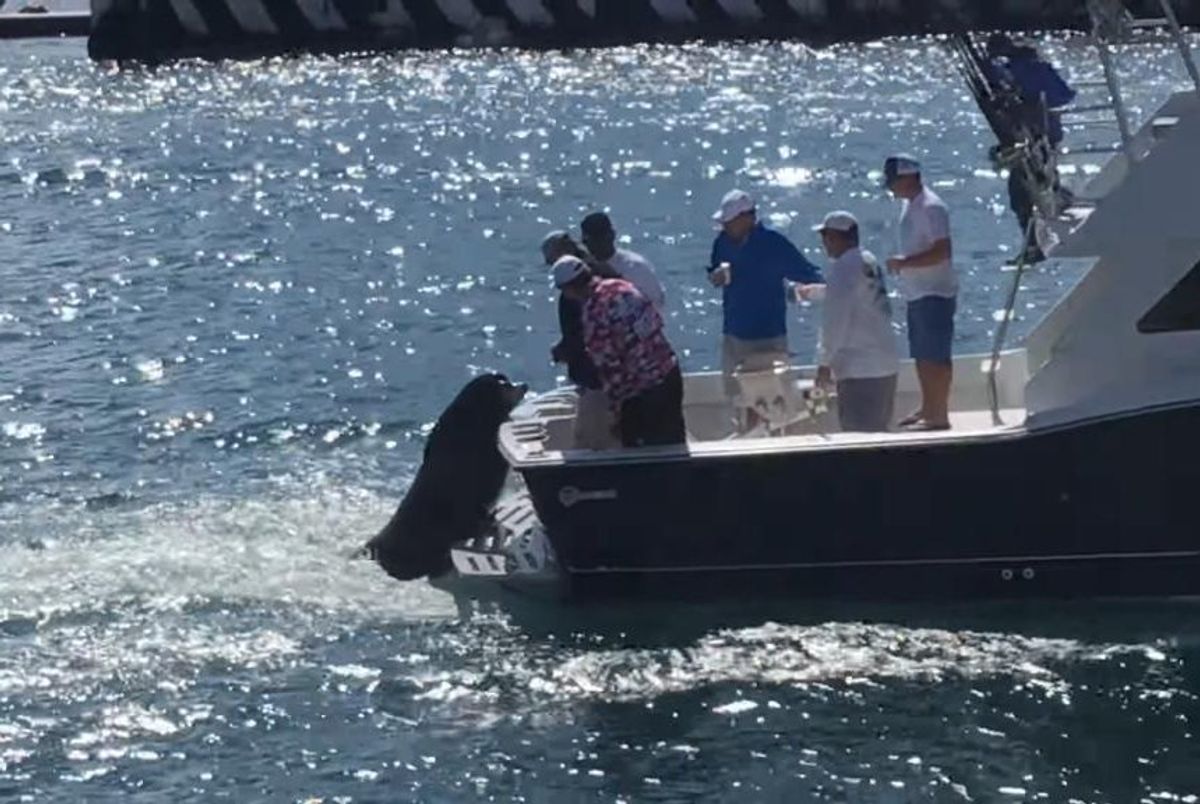 Sea lion hitches rides on backs of boats to beg for fish in Mexico
