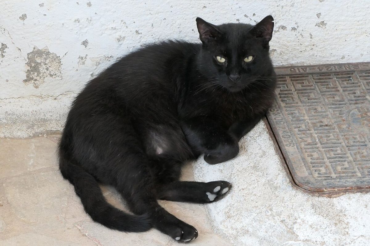 Gato preto