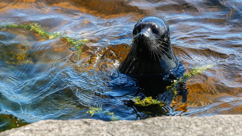 Apaixonada por humanos, foca de São Petersburgo se recusa a voltar à vida selvagem