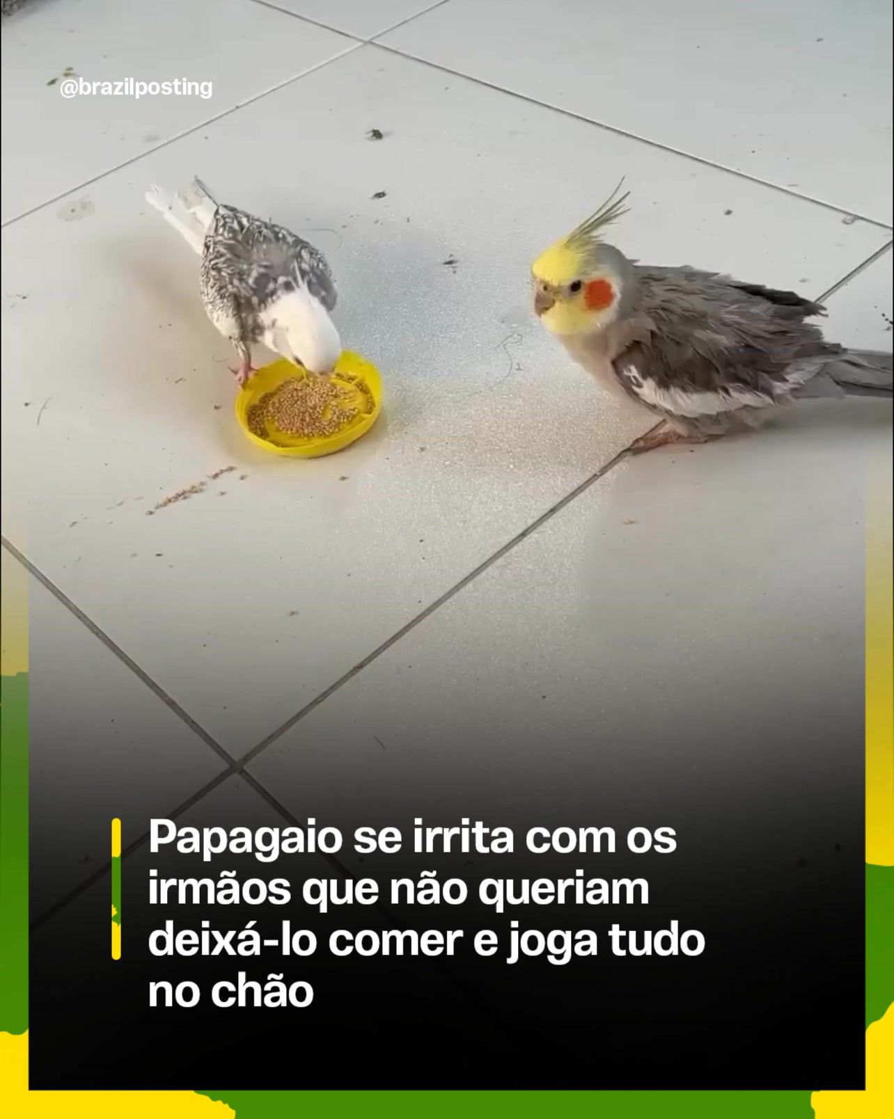 Calopsita vira comedouro e espalha sementes pelo chão: por que esses 'papagaios' fazem isso com frequência