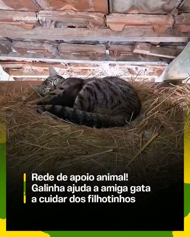 Cuidado aloparental: por que galinhas e gatas realmente se ajudam na criação de filhotes