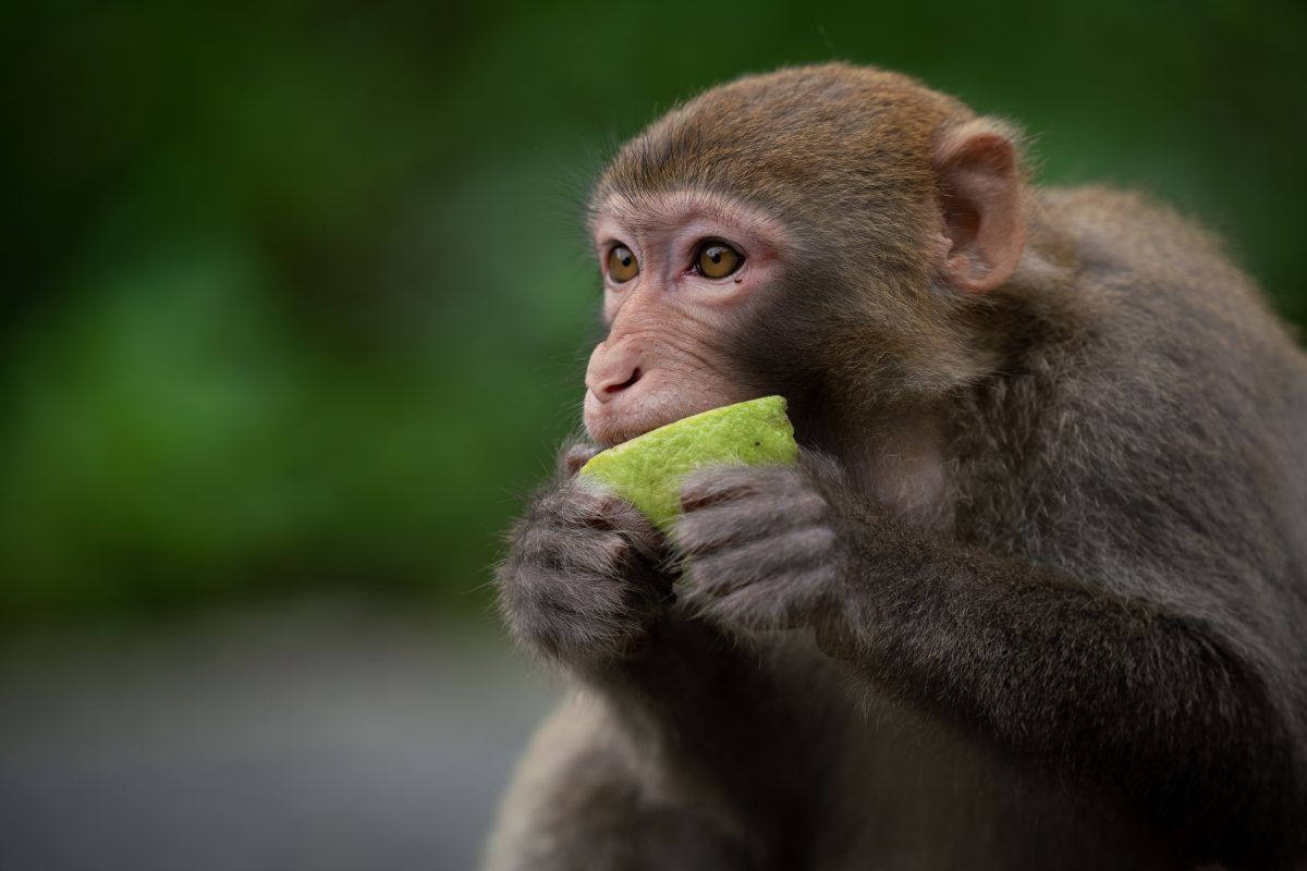 Animais selvagens ficam 'bêbados' mais do que imaginamos, aponta estudo