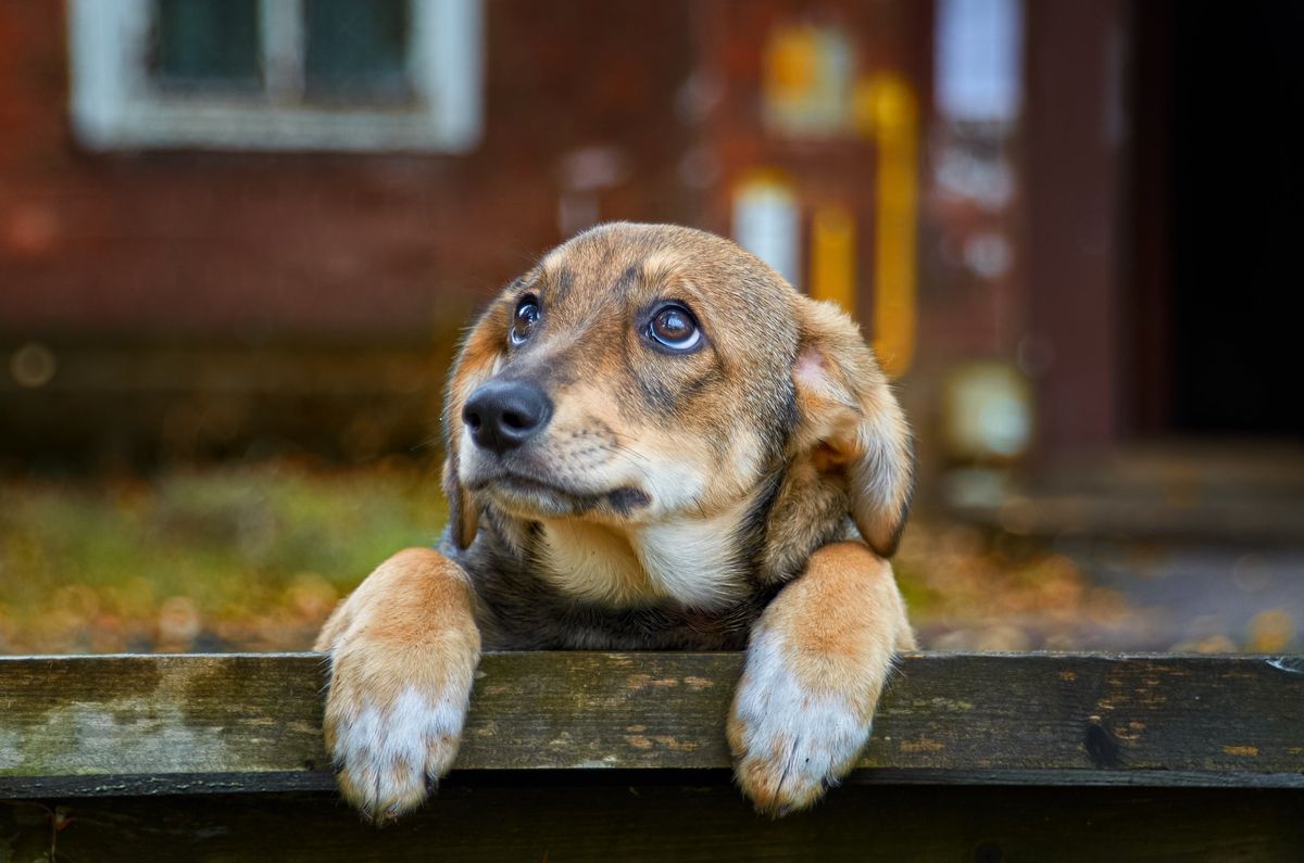 Cachorro tem sentimento? Descubra 6 coisas que podem deixar o seu pet chateado