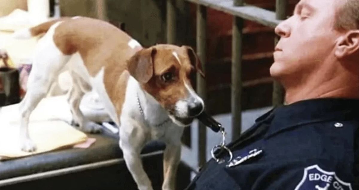 Cachorro do Máscara: Raça, nome e curiosidades do cão do Filme