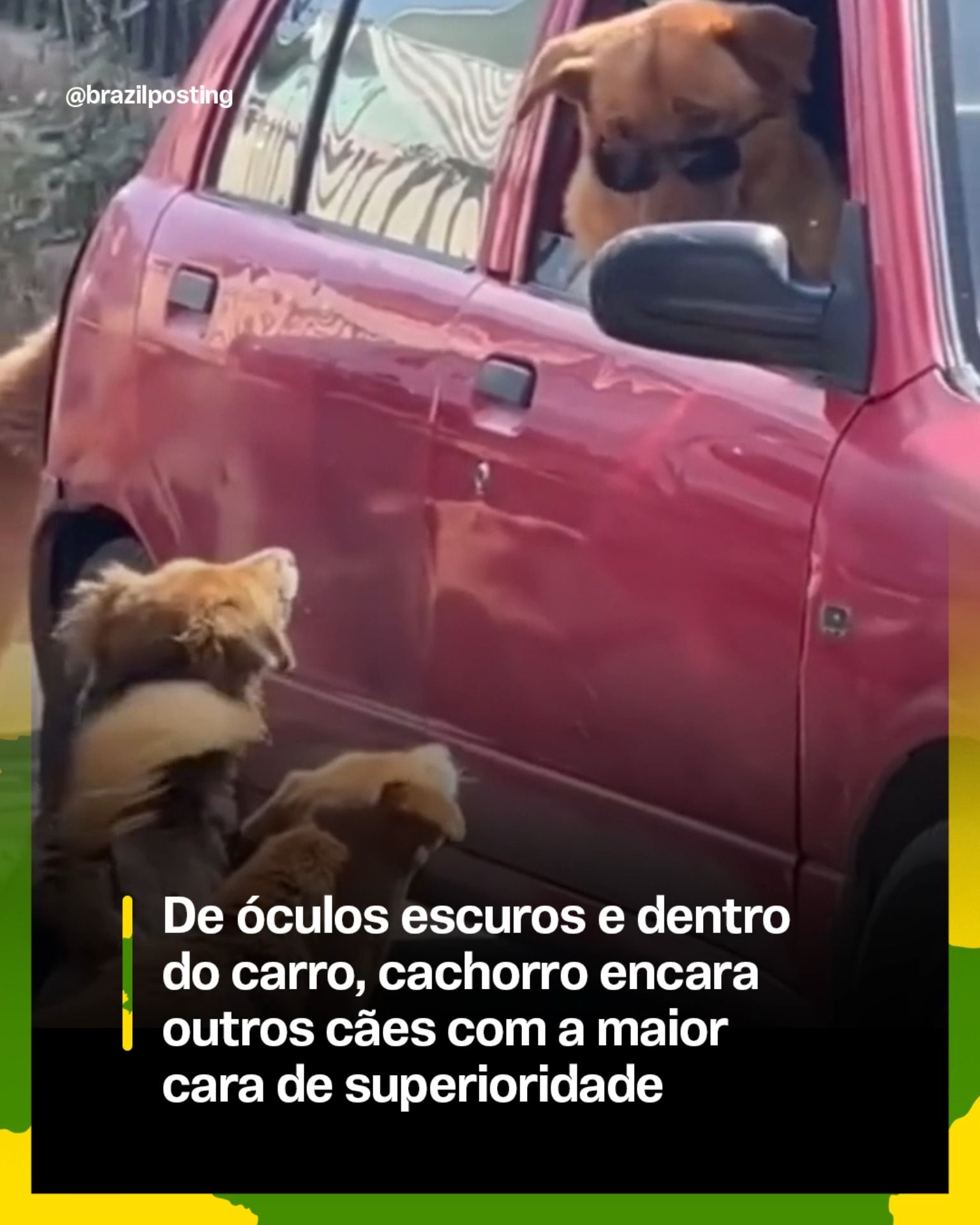 Cachorro de óculos escuros e a atitude de superioridade canina
