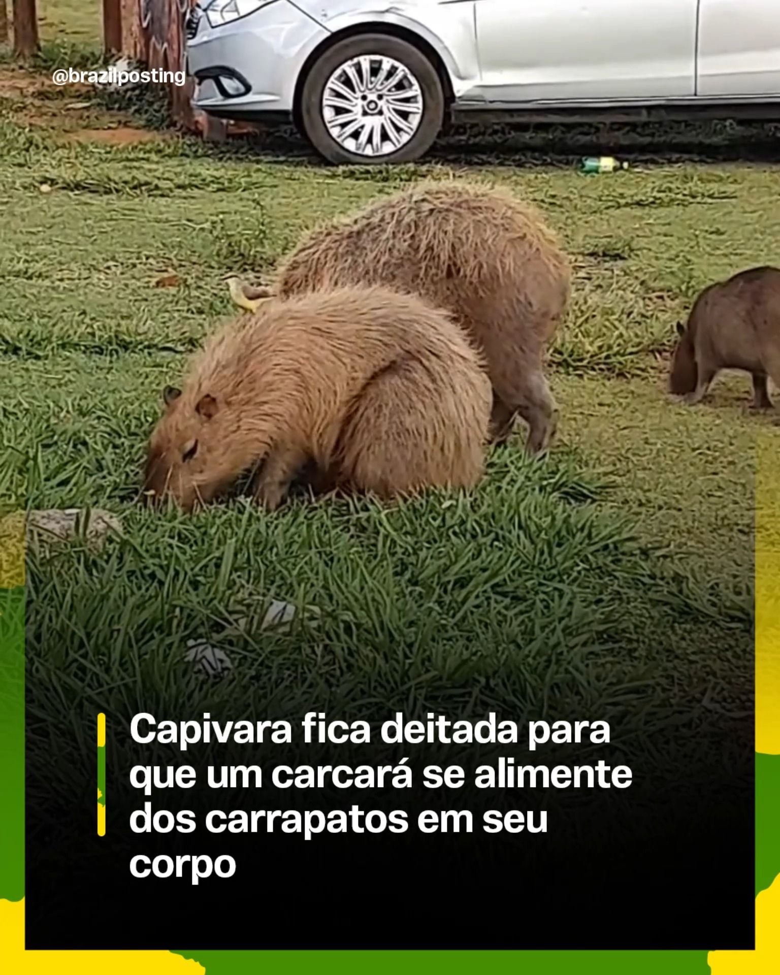 Capivara deitada para ave catar carrapatos: é real o mutualismo animal