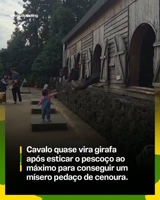 Cavalo estende pescoço ao máximo para alcançar cenoura: é um comportamento natural