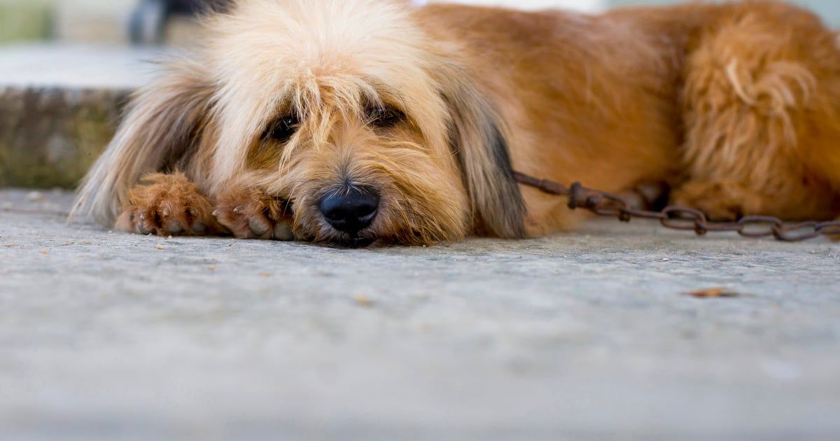 Acorrentar animais é cruel e pode torná-los mais agressivos