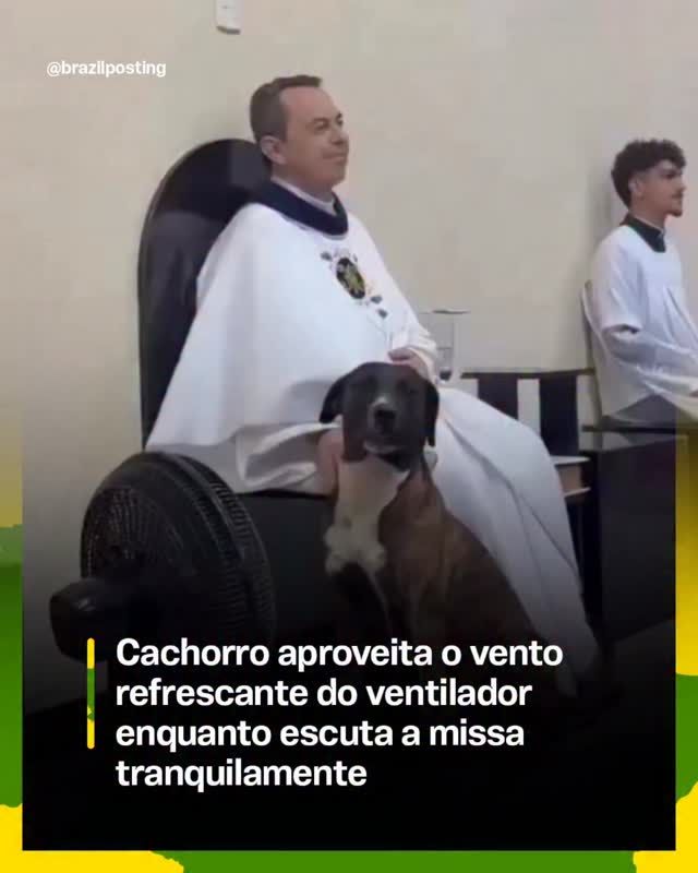 Cachorro aproveita brisa do ventilador em missa: comportamento natural de busca de conforto