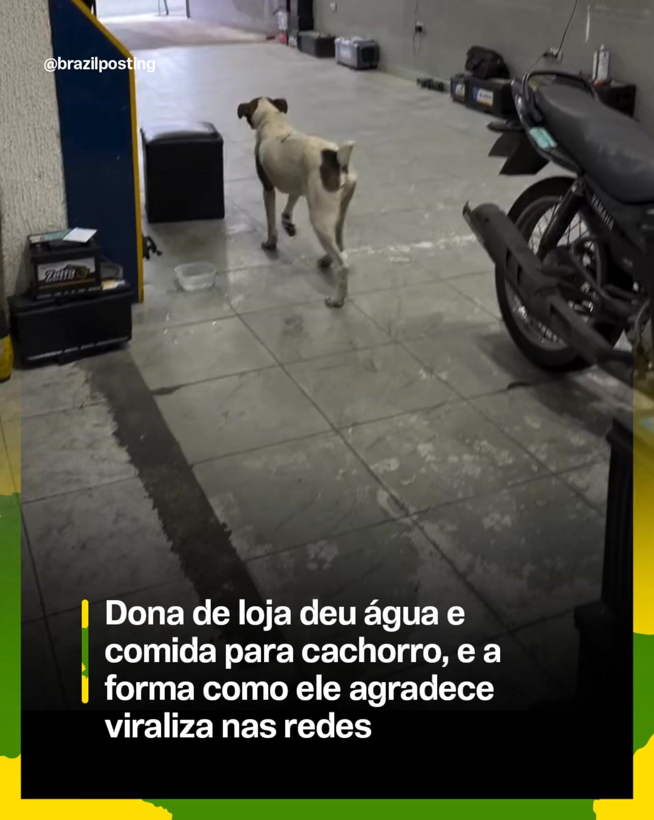 Cachorro faz xixi na loja depois de ganhar água e comida: o que parece ingratidão é, na verdade, conversa de cão