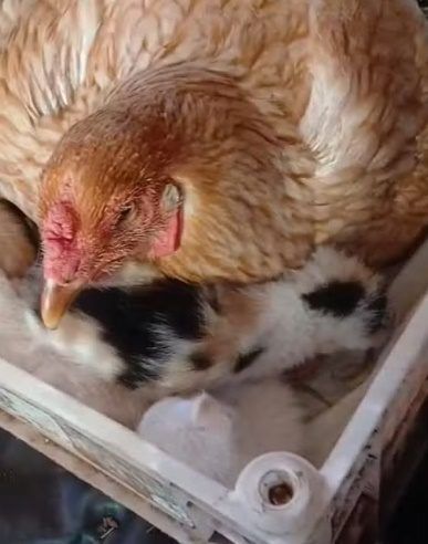 Galinha 'adota' ninhada de gatinhos recém-nascidos em sítio em Pedranópolis