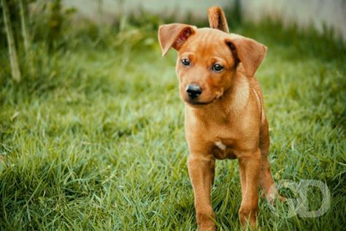 Vira-lata caramelo: saiba tudo sobre esse cachorro que se tornou a cara do Brasil