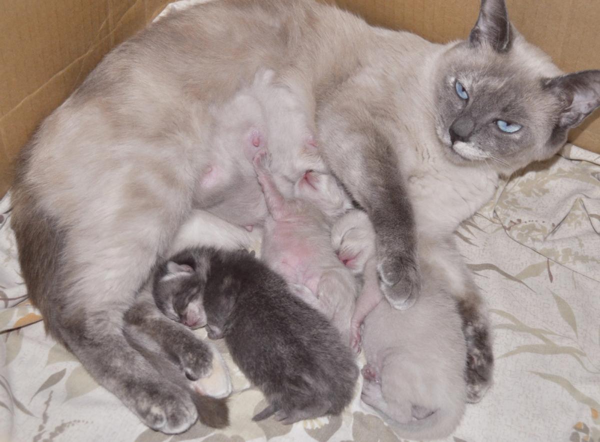 Comportamento felino: instinto maternal e seus mistérios