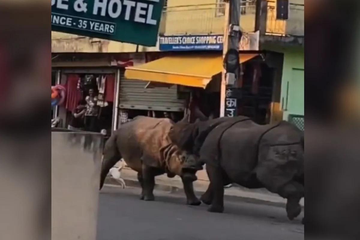 Nepal: rinocerontes brigam na rua e assustam turistas