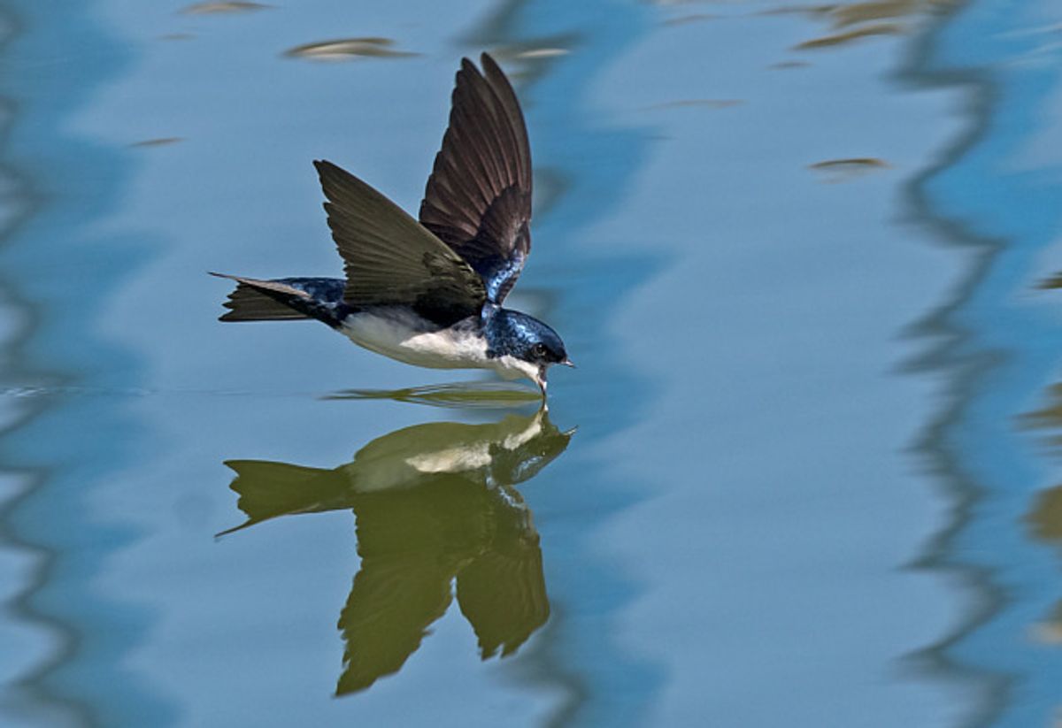 andorinha-pequena-de-casa (Pygochelidon cyanoleuca)