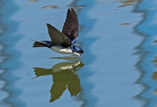 andorinha-pequena-de-casa (Pygochelidon cyanoleuca)