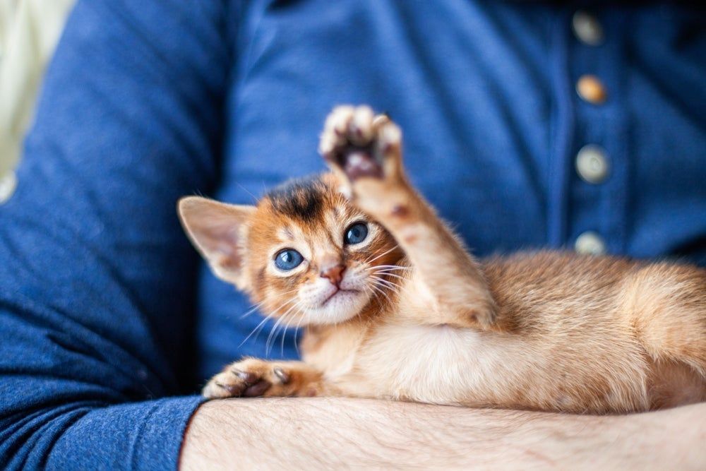 Gato filhote: tudo que acontece nos primeiros 6 meses de desenvolvimento do pet