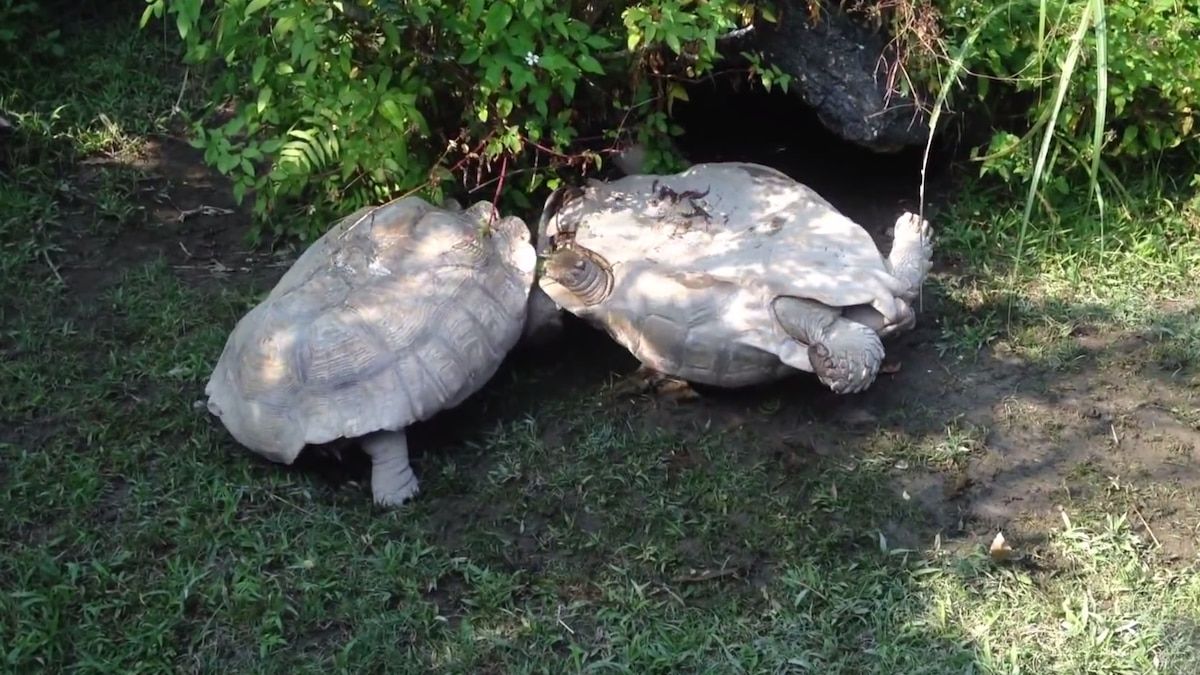 Watch a Tortoise Rescue Another in Distress, Was It Trying to Help?