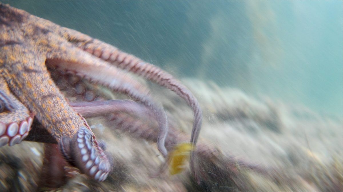Do female octopuses really hurl rocks at males? The viral video, debunked