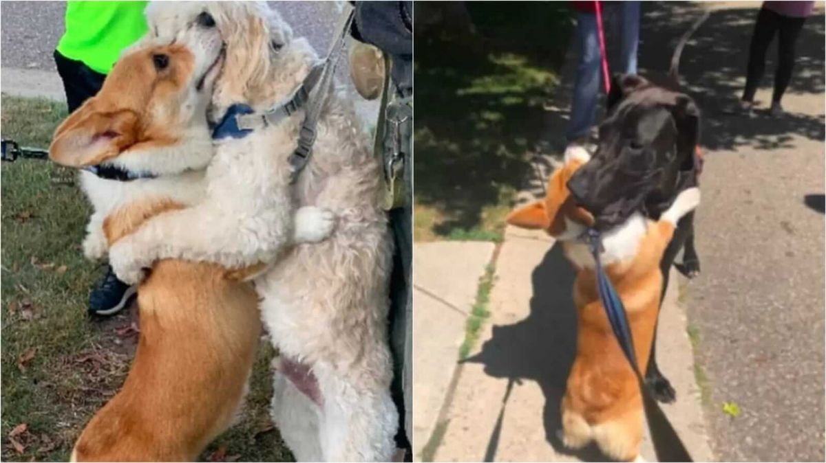 Cachorro amoroso abraça cada 'amiguinho' que ele vê durante os passeios