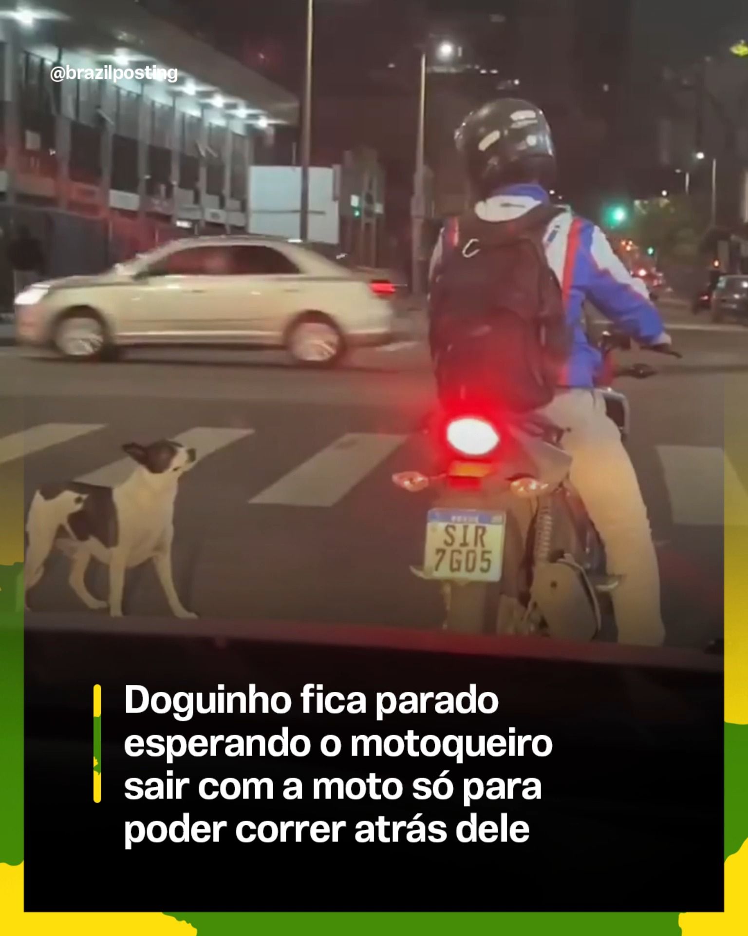 Cachorro corre atrás de moto no semáforo: por que cães perseguem veículos em movimento