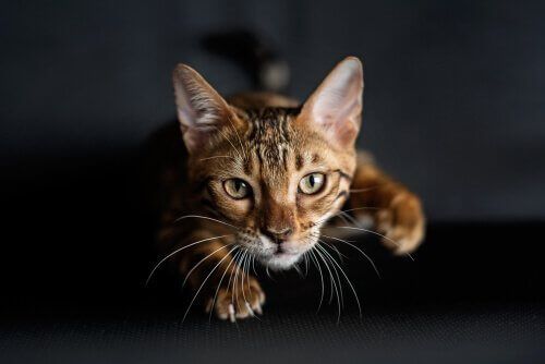 Como os gatos aprendem a caçar?