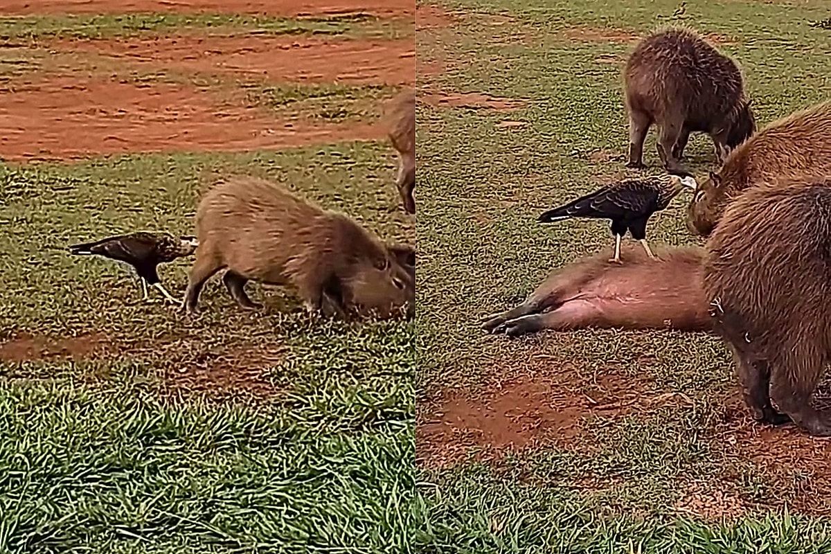 "O massoterapeuta delas": De longe, mulher flagra capivaras virando de barriguinha para o falcão