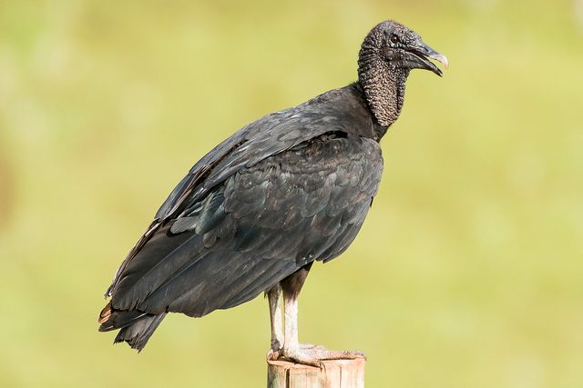 Urubu-preto (Coragyps atratus) - Wikiaves