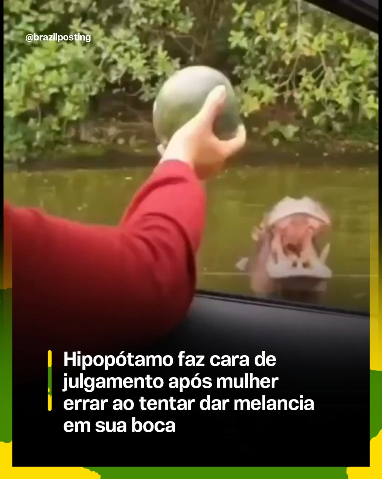 Hipopótamo 'julga' mulher que errou melancia na boca dele: por trás do meme fofo, o animal que mais mata gente na África