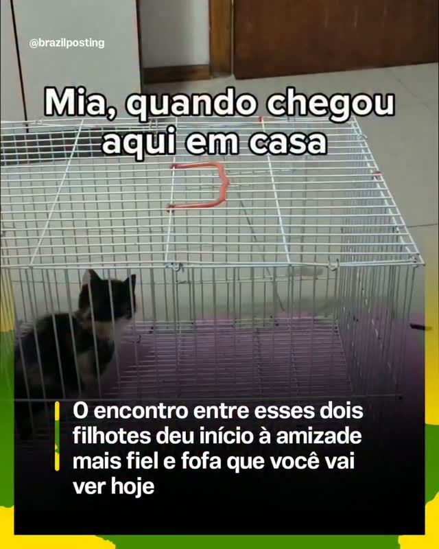 Garotinha em gaiola com gato filhote preto, olhando um para o outro em primeiro contato, ambiente doméstico com parede clara ao fundo.