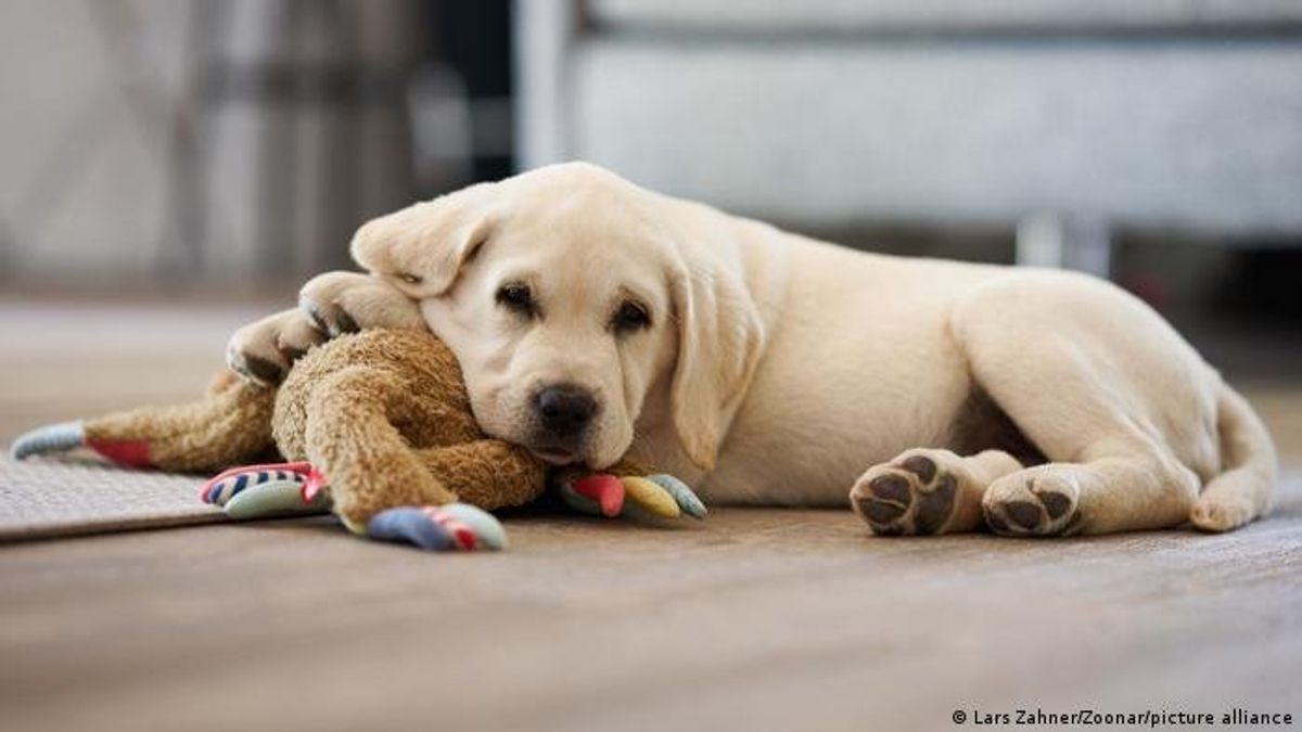 Humanização de pets é tendência em alta no Brasil