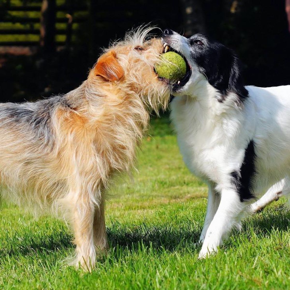 Brinquedos não recomendados para cachorros