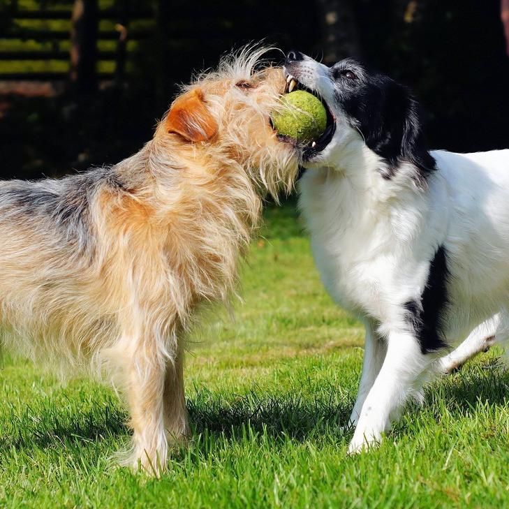 Brinquedos não recomendados para cachorros