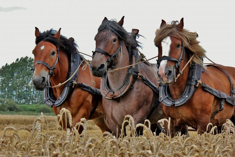 Conheça as principais raças de cavalo de tração