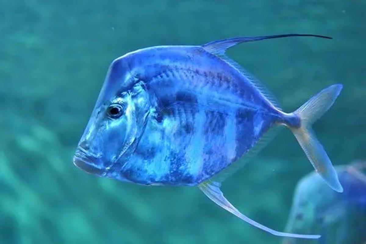 Peixe-galo: Guia Completo de Pesca
