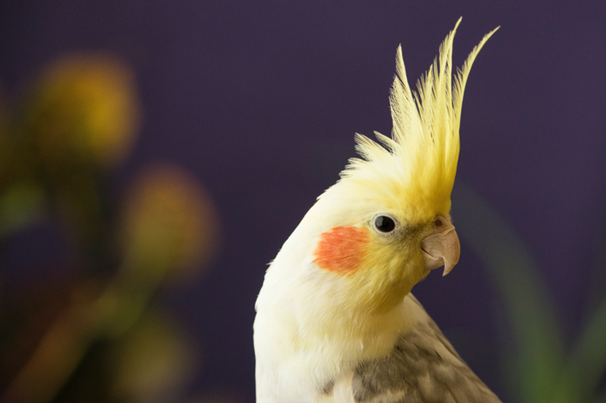 Psitacídeos: o que são e como cuidar dessas aves