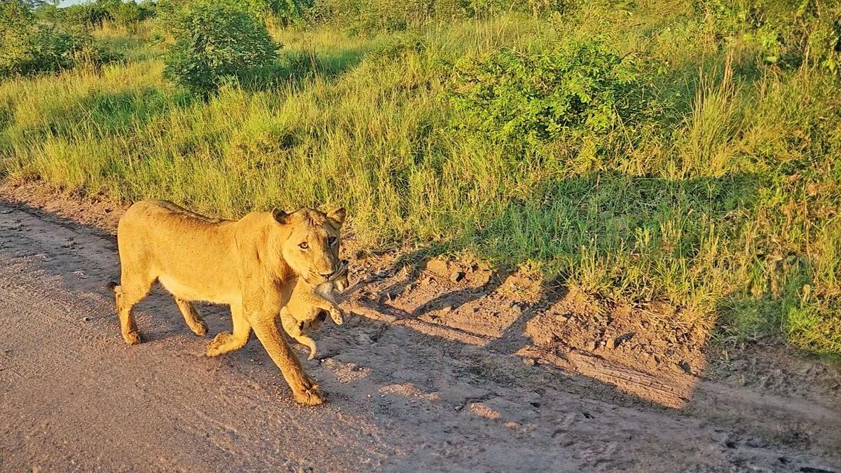 FOTOS: Destemida, mãe leoa carrega filhote na boca e entope estrada de carros