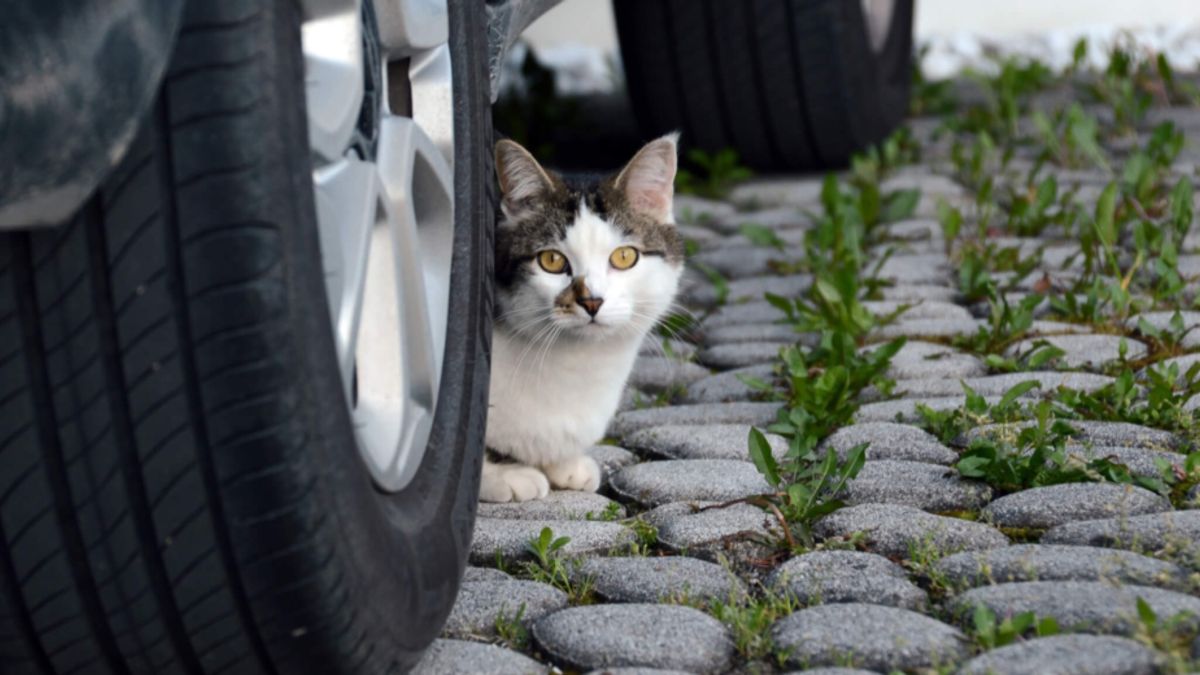 Os gatos usam o automóvel como abrigo do frio. Cuidado antes de seguir viagem